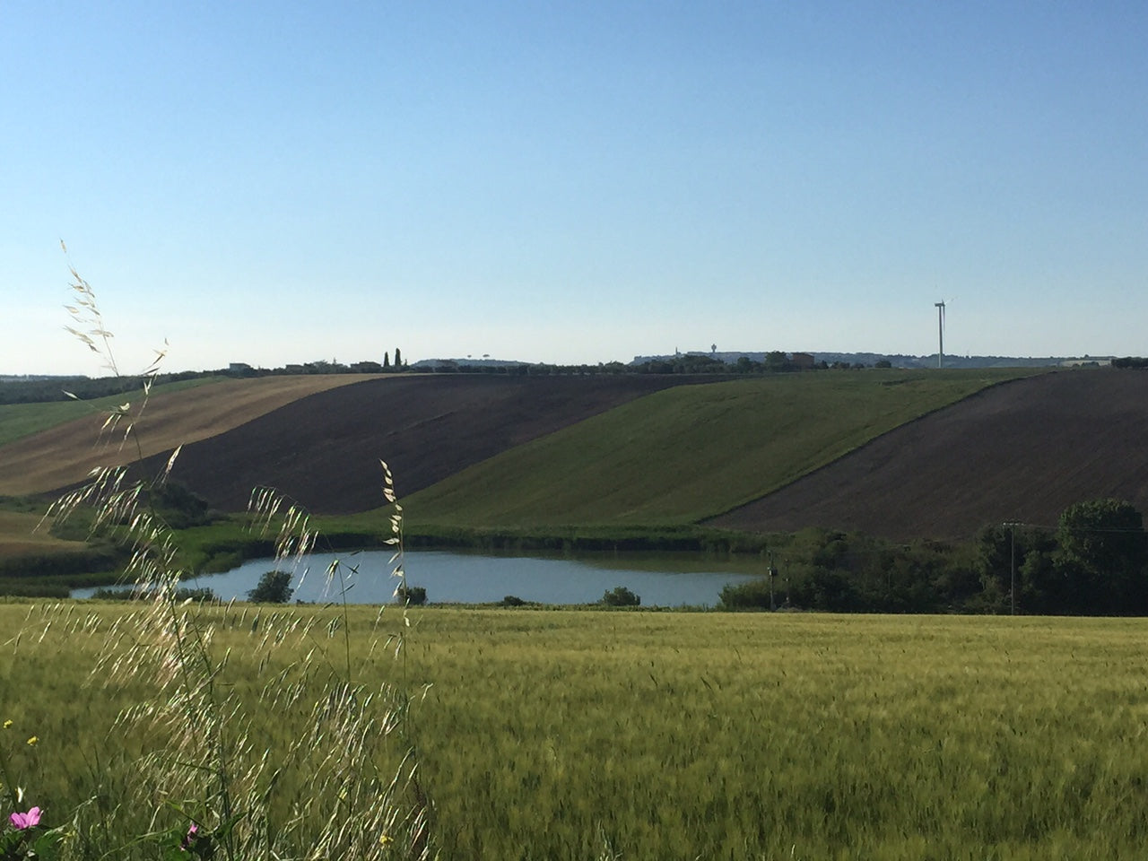 A visit to Marina Colonna's olive grove