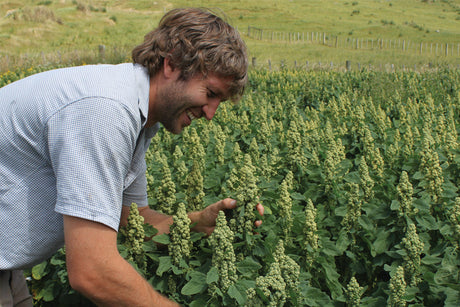 Kiwi quinoa - a New Zealand first!