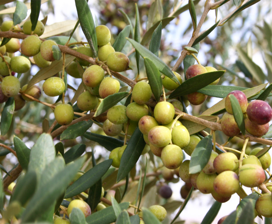 Olives - a jewel of Mediterranean cuisine