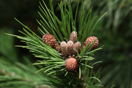 Pinoli Pine Nuts